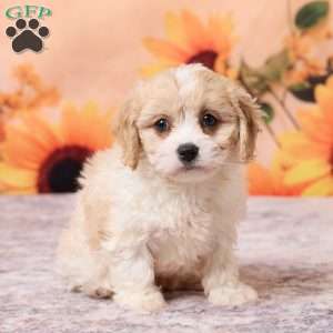 Mia, Cavachon Puppy